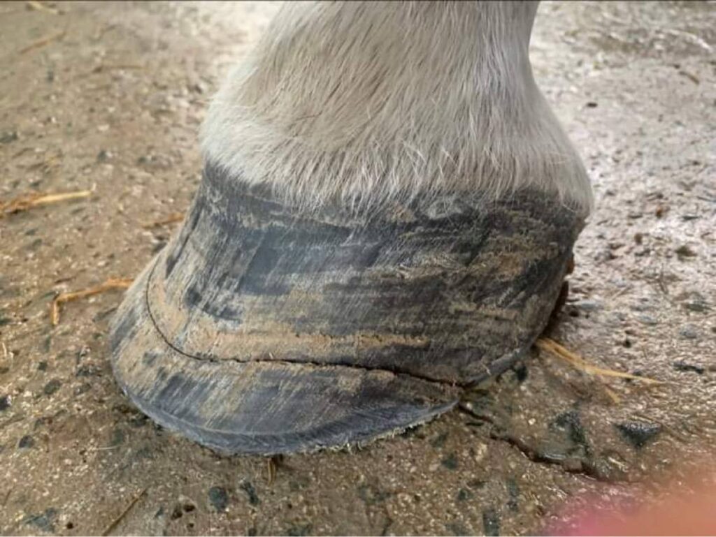 Understanding and Preventing Selenium Poisoning in Horses Go Barefoot
