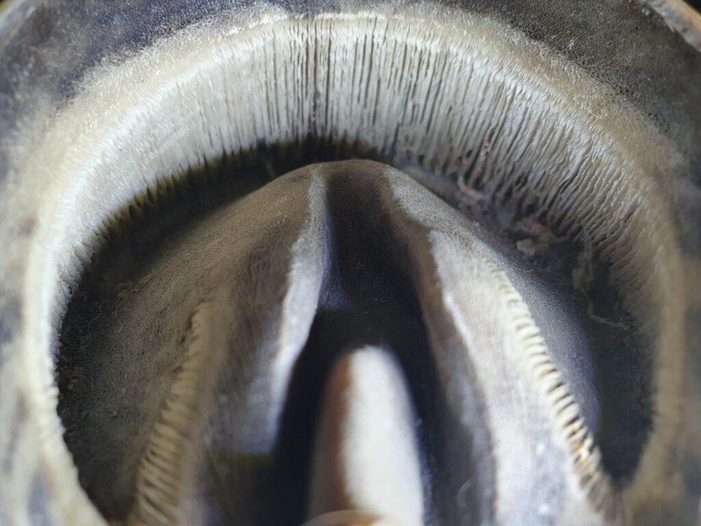 Rus ayol jinsiy aloqa